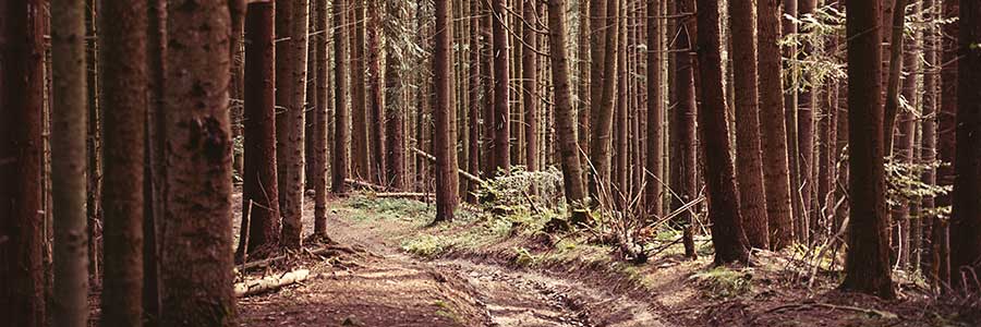 Forêt de sapin